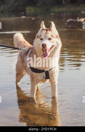 Husky-Porträt. Junger Huskyhund auf einem Spaziergang im Wasser. Husky-Rasse. Leicht flauschiger Hund. Gehen Sie mit dem Hund. Hund an der Leine. Schön Stockfoto