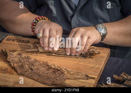 Handgerollte Zigarren, USA Stockfoto