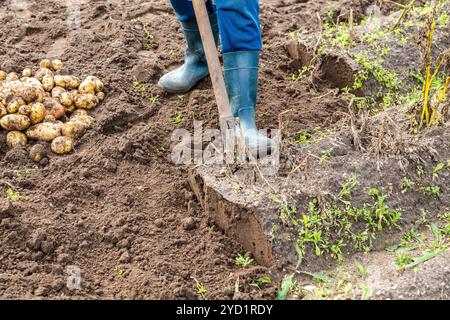 Neue Kartoffelernte auf einem Kartoffelfeld Stockfoto