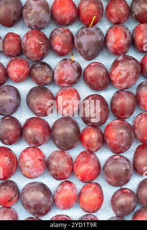 Ungefaltete Beerenpflaume. Viele Pflaumen. Saisonale Beere. Sorte Ungarisch Stockfoto