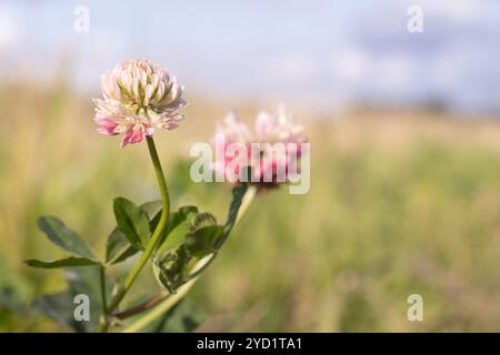 Wildblumenklee. Rosa Blume auf dem Feld. Schöne Pflanze. Stockfoto