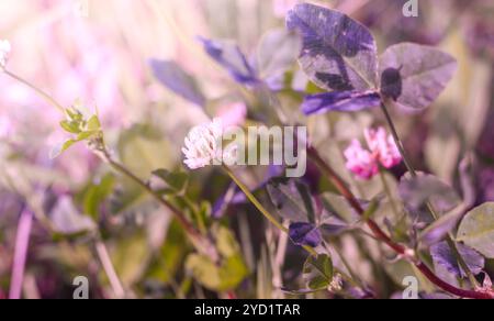 Wildblumenklee. Rosa Blume auf dem Feld. Schöne Pflanze. Stockfoto