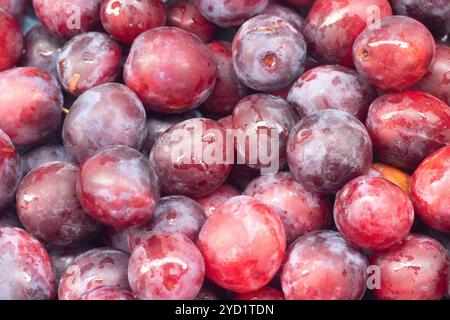 Ungefaltete Beerenpflaume. Viele Pflaumen. Saisonale Beere. Sorte Ungarisch Stockfoto