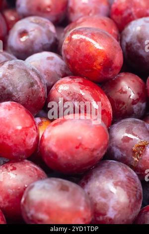 Ungefaltete Beerenpflaume. Viele Pflaumen. Saisonale Beere. Sorte Ungarisch Stockfoto