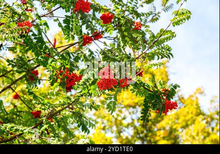 Rote Haufen rowan gegen den blauen Himmel Stockfoto