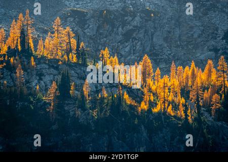 Hinterleuchtete Kiefernnadeln in der Herbstsaison mit rauem Wildnishintergrund Stockfoto