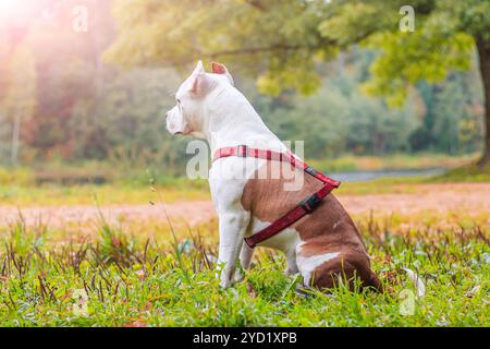 Amstaff Hund auf einem Spaziergang im Park. Großer Hund. Heller Hund. Lichtfarbe. Haustier. Stockfoto