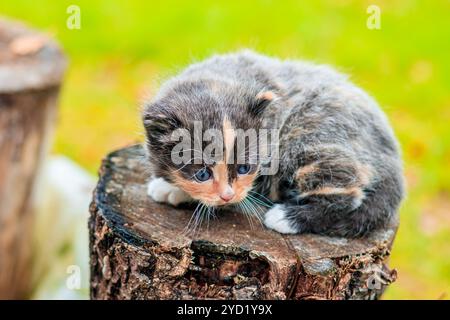 Ein verängstigtes Kätzchen steht auf einem Baumstamm. Kleines Kätzchen auf der Straße. Flauschiges Kätzchen. . Haustiere Stockfoto