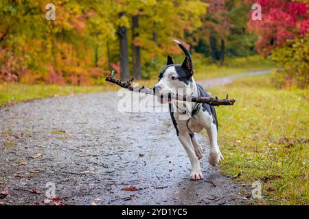 Amstaff Hund auf einem Spaziergang im Park. Großer Hund. Heller Hund. Lichtfarbe. Haustier. Schwarz-weißer Hund Stockfoto