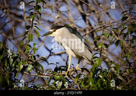 Schwarz gekrönt Nachtreiher (Nycticorax nycticorax) in einem Baum gehockt Stockfoto