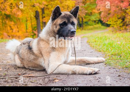 Akita züchtet Hund auf einem Spaziergang im Herbstpark. Wunderschöner flauschiger Hund. Amerikanische Akita. Stockfoto