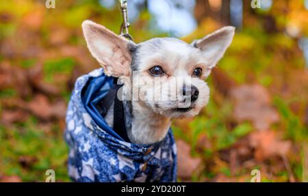 Yorkshire Terrierhund für einen Spaziergang im Herbstpark. Hund mit Haarschnitt für einen Spaziergang. Hund im Overall. Auf einem Spaziergang. Stockfoto