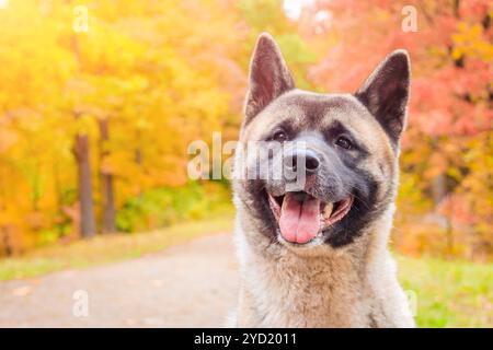 Akita züchtet Hund auf einem Spaziergang im Herbstpark. Wunderschöner flauschiger Hund. Amerikanische Akita. Stockfoto