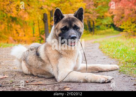 Akita züchtet Hund auf einem Spaziergang im Herbstpark. Wunderschöner flauschiger Hund. Amerikanische Akita. Stockfoto