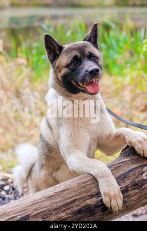 Akita züchtet Hund auf einem Spaziergang im Herbstpark. Wunderschöner flauschiger Hund. Amerikanische Akita. Stockfoto