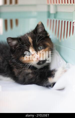 Die Katze sitzt in einem Tierträger. Ein Haustier. Transport von Tieren. Kleines Kätzchen. Stockfoto