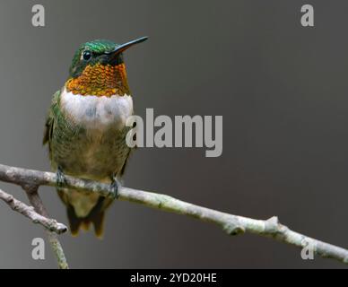 Männlicher Ruby hat Kolibri im Flug um einen Vogelfutter geworfen. Stockfoto