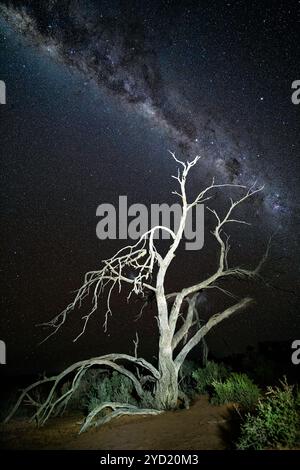 Sternenhimmel über knorrigem totem Baum in der Wüste Stockfoto