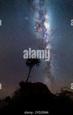 Einsamer Baum, der in der Nachtbrise unter einem Milchstraßenhimmel brüstet Stockfoto