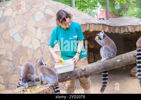 Lemuren im Zoo füttern. Lemuren im Zoo. . Tier in Gefangenschaft. Tier im Zoo. Russland, Sankt Petersburg 20. August 2019 Stockfoto