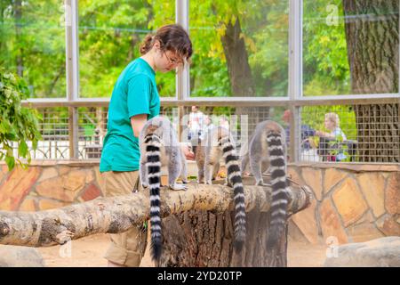 Lemuren im Zoo füttern. Lemuren im Zoo. . Tier in Gefangenschaft. Tier im Zoo. Russland, Sankt Petersburg 20. August 2019 Stockfoto