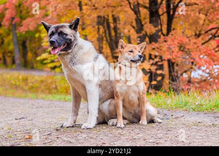 Akita und Shiba für einen Spaziergang im Park. Zwei Hunde für einen Spaziergang. Herbst Stockfoto