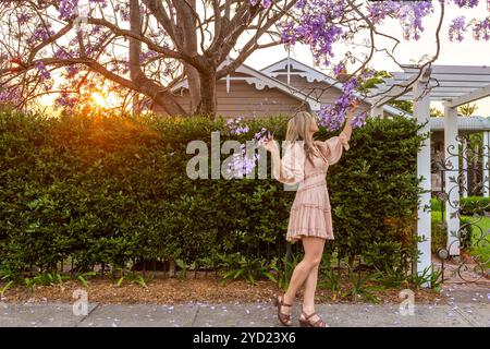 Bewundern Sie die violetten Blütenbündel des Jacaranda-Baumes Stockfoto