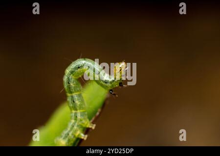 Der Kohllooper (Trichoplusia ni) bewegt sich auf einer winzigen Pflanze unter Makrofotografie Stockfoto