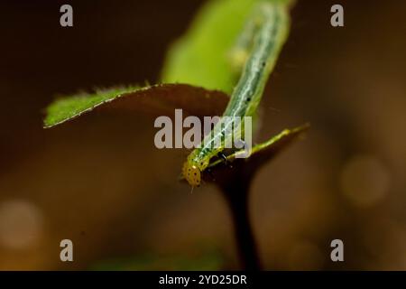 Der Kohllooper (Trichoplusia ni) bewegt sich auf einer winzigen Pflanze unter Makrofotografie Stockfoto