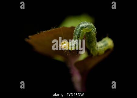 Der Kohllooper (Trichoplusia ni) bewegt sich auf einer winzigen Pflanze unter Makrofotografie Stockfoto