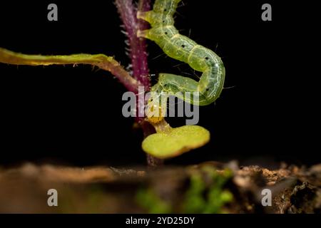 Der Kohllooper (Trichoplusia ni) bewegt sich auf einer winzigen Pflanze unter Makrofotografie Stockfoto