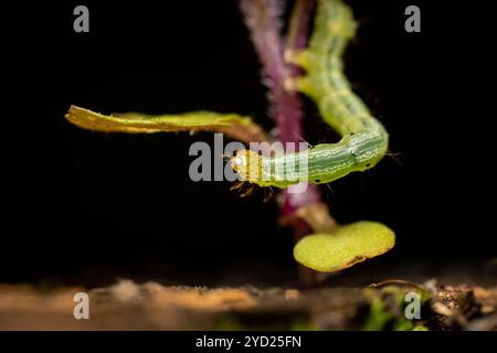 Der Kohllooper (Trichoplusia ni) bewegt sich auf einer winzigen Pflanze unter Makrofotografie Stockfoto