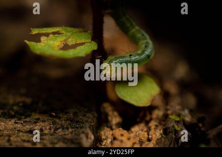 Der Kohllooper (Trichoplusia ni) bewegt sich auf einer winzigen Pflanze unter Makrofotografie Stockfoto