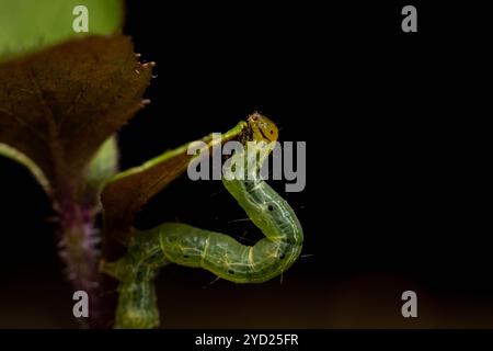 Der Kohllooper (Trichoplusia ni) bewegt sich auf einer winzigen Pflanze unter Makrofotografie Stockfoto