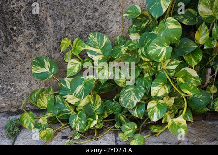 Zwei Farben grün und beige algerische Efeublätter auf einer Efeuwand Stockfoto