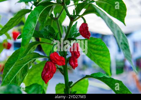 Chilipflanzen zum Verkauf auf dem Markt Stockfoto