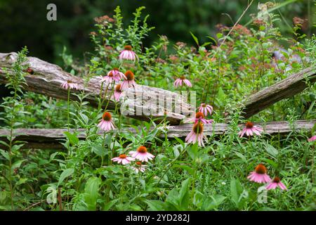 Monarchschmetterling auf Echinacea-Blüte, vor einem alten Zaun abgebildet Stockfoto