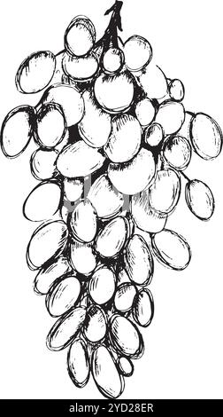 Eine detaillierte Skizze einer wunderschönen Traube, die ihre natürliche Form, Farbe und Textur auf komplizierte Weise zeigt. Handgezeichnete Vektor-Schwarzweiß-Grafiken in Strichgrafik für gedruckte Materialien, Innenräume und vieles mehr. Stock Vektor