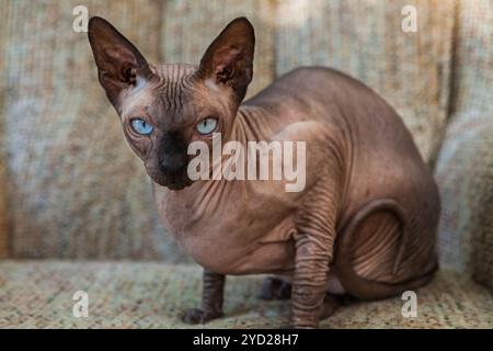 Sphynx-Katze auf einem Lazyboy Stockfoto