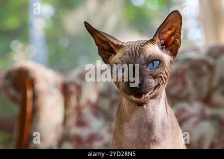 Die Sphynx-Katze miaut auf komische Weise Stockfoto