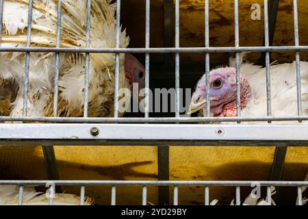 Nahaufnahme von weißen Truthühnern in LKW-Käfigen Stockfoto