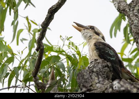 Ein lachender Kookaburra auf einem Baum Stockfoto