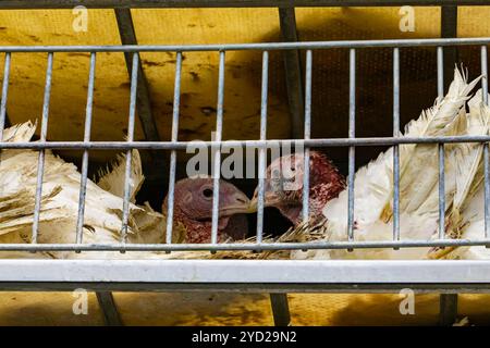 Nahaufnahme von weißen Truthühnern in LKW-Käfigen Stockfoto