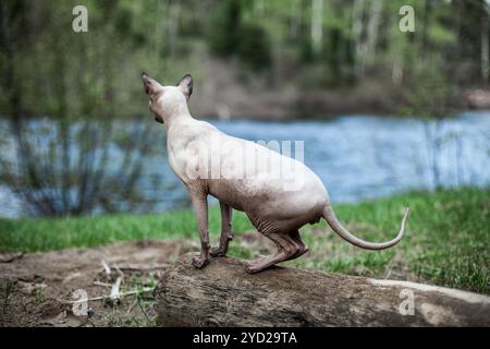 Sphynx Katze Bild von hinten mit einem verschwommenen Fluss im Hintergrund, wie es die Wüste erforscht Stockfoto