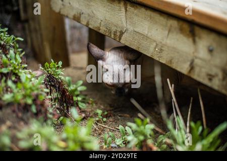 Sphynx-Katze entdeckt die Umgebung des Hauses Stockfoto