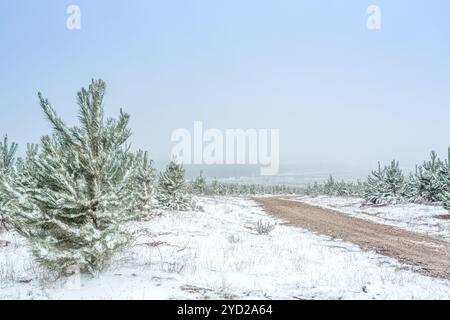 Feldweg durch Kiefernwald im schneebedeckten Winter Stockfoto