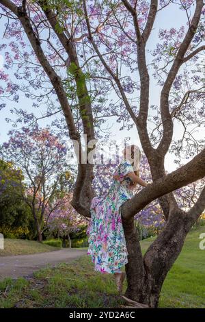 Eine Frau sitzt im Zweig eines Baumes und bewundert violette Jakaranda-Blumen Stockfoto