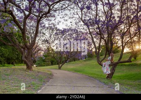 Weiblich, der auf die Jacaranda-Bäume blickt, die in leuchtendem Purpur blühen Stockfoto