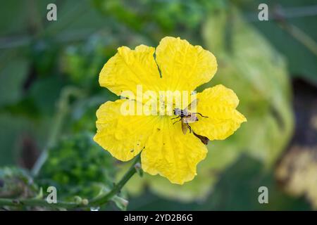 Eine geschäftige Biene sammelt Pollen aus der schönen gelben Blume einer Schwammkürzel Pflanze im Gemüsegarten. Stockfoto