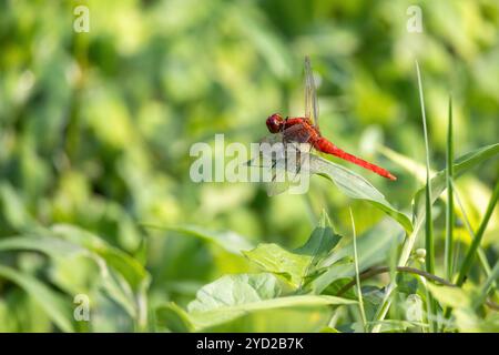 Eine wunderschöne rote Libelle, die auf der Spitze einer grünen Grasklinge in der Natur sitzt. Stockfoto